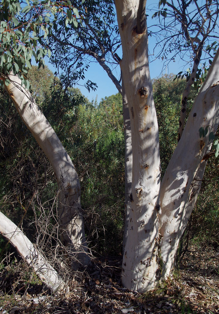 Eucalyptus drummondii, Morangup Nature Reserve, near Toodyay, WA, 09/06/17