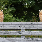 Two young buzzards on a fence