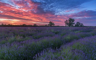 *Somerset lavender at dawn*