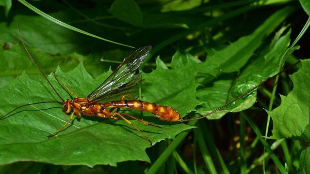 huge female giant Ichneumonidae parasitic wasp ( Megarhyssa vagatoria ) DSC_0537