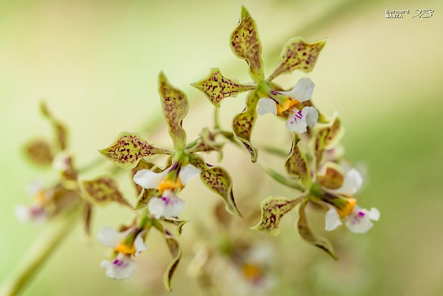 Orchidées de Guyane