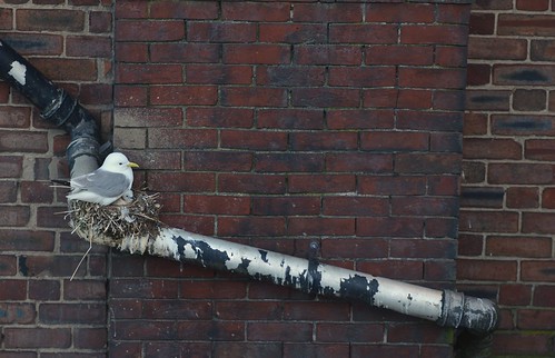 Nesting Kittiwake | by Benjamin Joseph Andrew