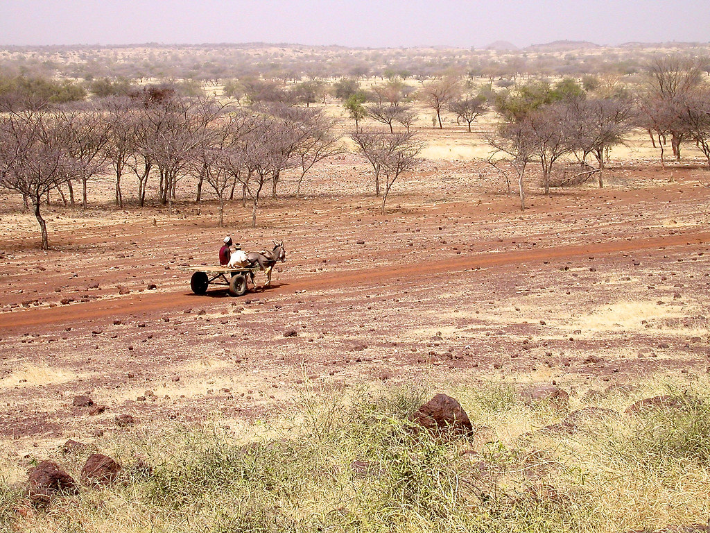 A donkey and cart traveling on the road. The dry forest and woodlands of Africa cover 54% of the continent...