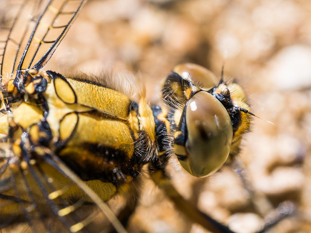 Up close and personal with a Darter Dragonfly