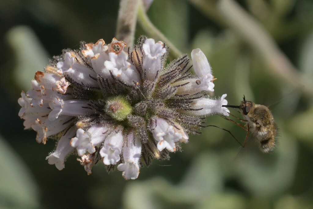 Bee Fly working new flowers of Yerba Santa with a gall