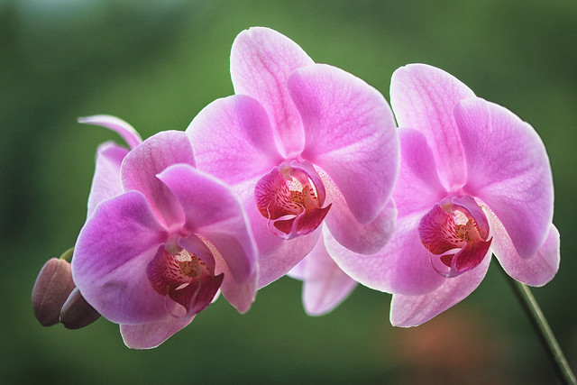 Orchid Whisperer