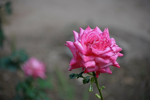 Rose.