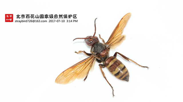 Vespa ducalis 黑尾胡蜂