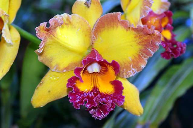 Orchid - 4186a