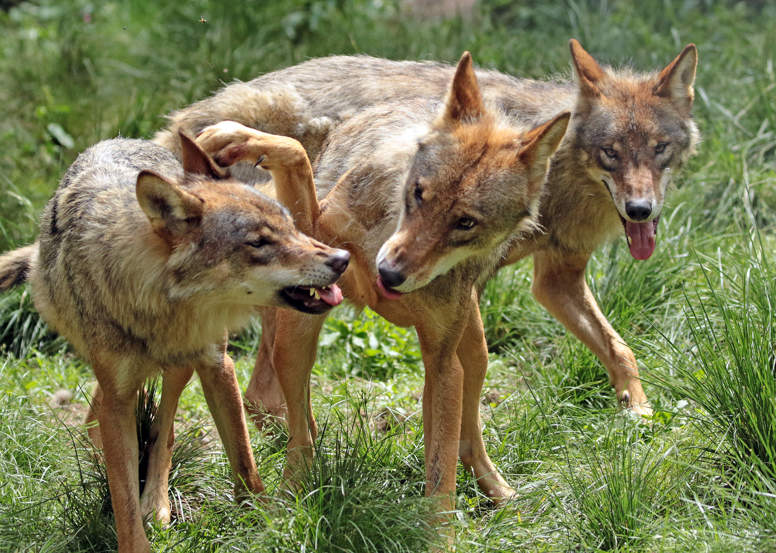 Red Wolf | Flickr