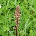 Flickr photo 'Common Broomrape. Orobanche minor' by: gailhampshire.