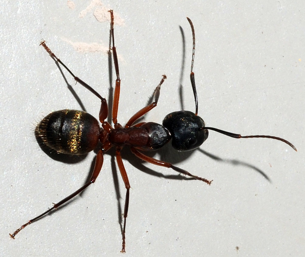 Camponotus chromaiodes_SERC_06-17_0105