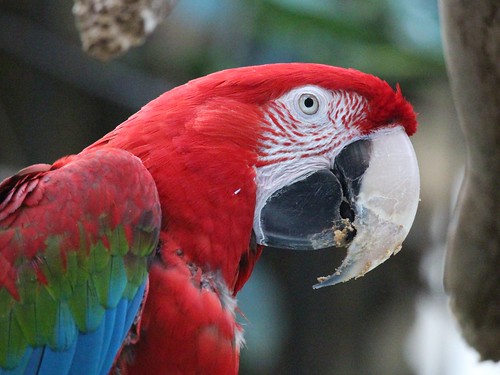 bird niagarafalls ontario canada can parrot treasures