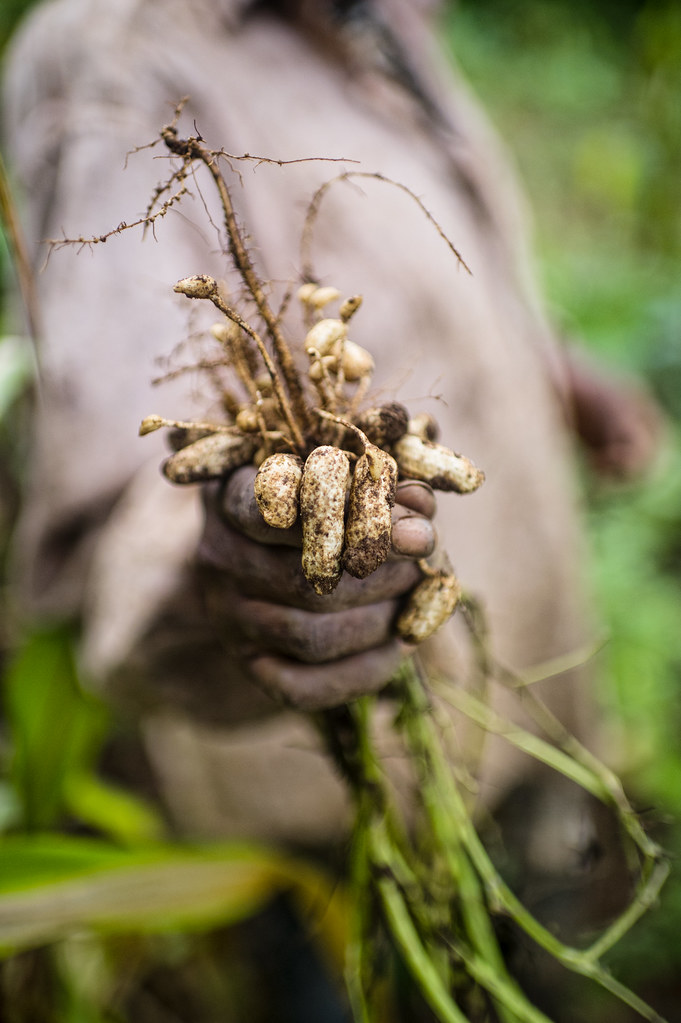 Freshly dug peanuts (Arachis hypogaea). Yaoundé, Cameroon.