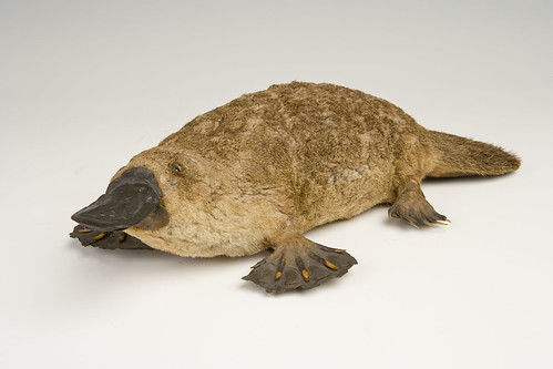 Platypus (C) UCL Grant Museum of Zoology and Tony Slade
