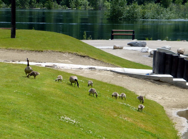 The Canada Goose Family