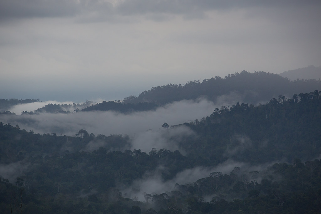 Danum Valley is a primary rainforest and home to an astonishing amount of interesting plants and animals.