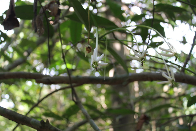Posoqueria longiflora Aubl.