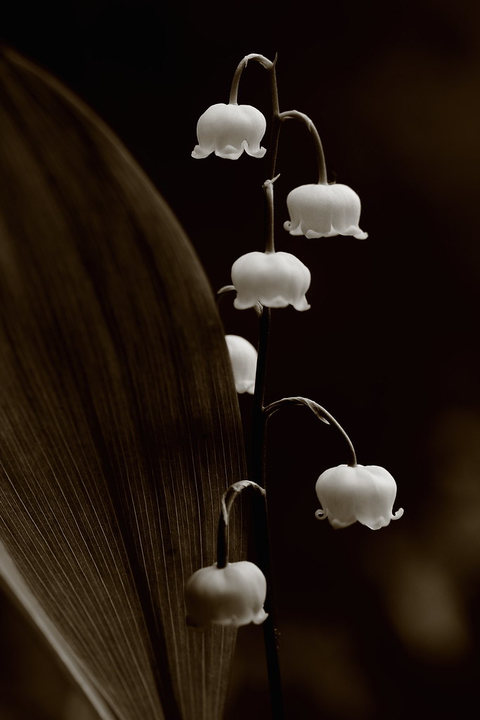 White Bells | Kielo Lily of the valley Convallaria majalis | Jussi ...