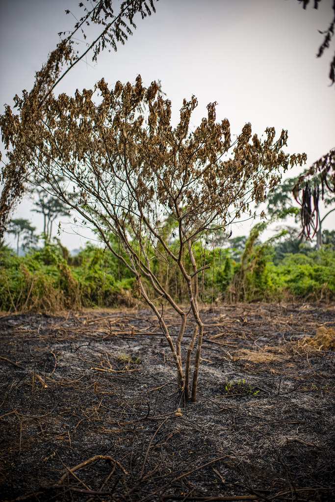 Slash and burn agriculture (swidden), Lukolela, Democratic Republic of Congo.