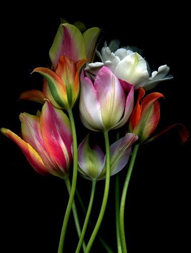 58267.01 Tulipa | Fred Michel | Flickr