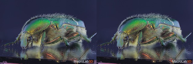 Rose Chafer Beetle, Cross View 3D(video in the description).