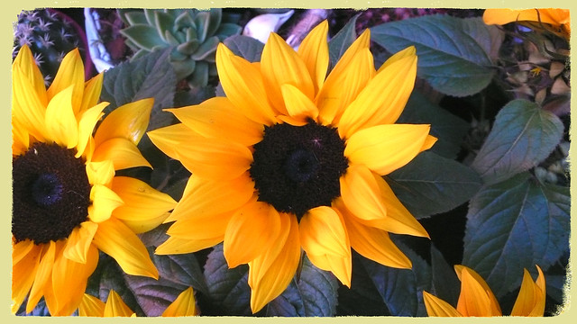 Sunlit sunflower.