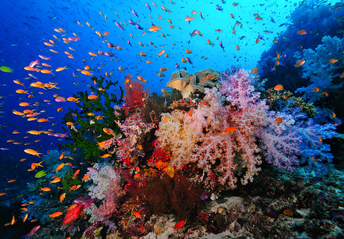Wananavu Dive