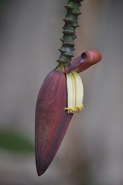 The wonders of color...an  elegant Banana bud