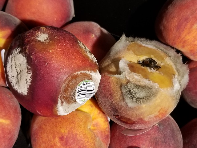 Brown rot of yellow nectarine (left) and Botrytis blight of peach (right)