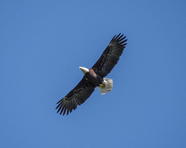 bald eagle