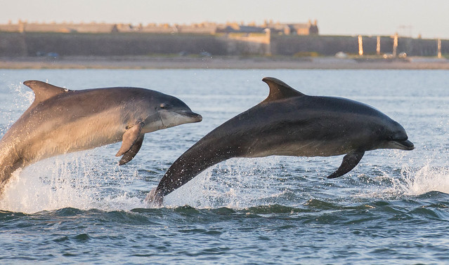 Dolphins at Chanonry Point, Scottish Highlands