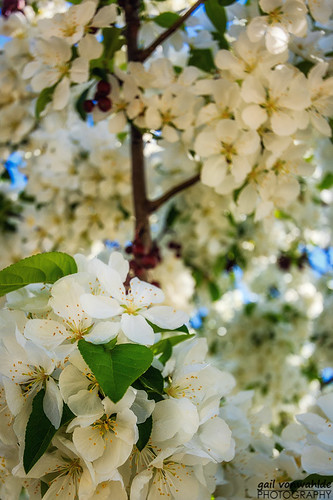 blossom crabappleblossoms crabapple spring flower white minnesota minnesotalandscapearboretum canon vonwahlde
