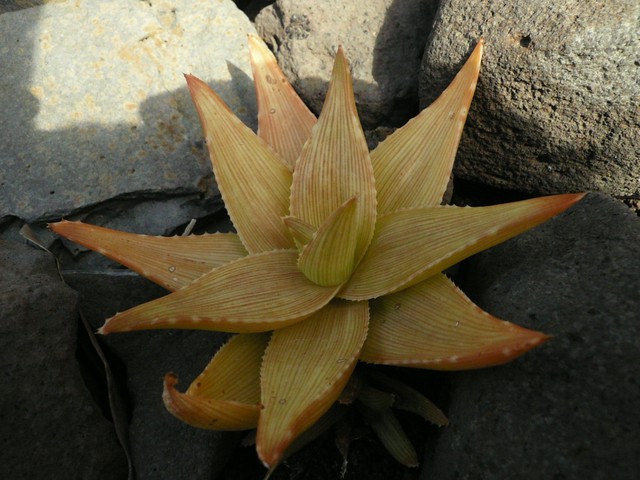 Aloe horomboensis var fallax