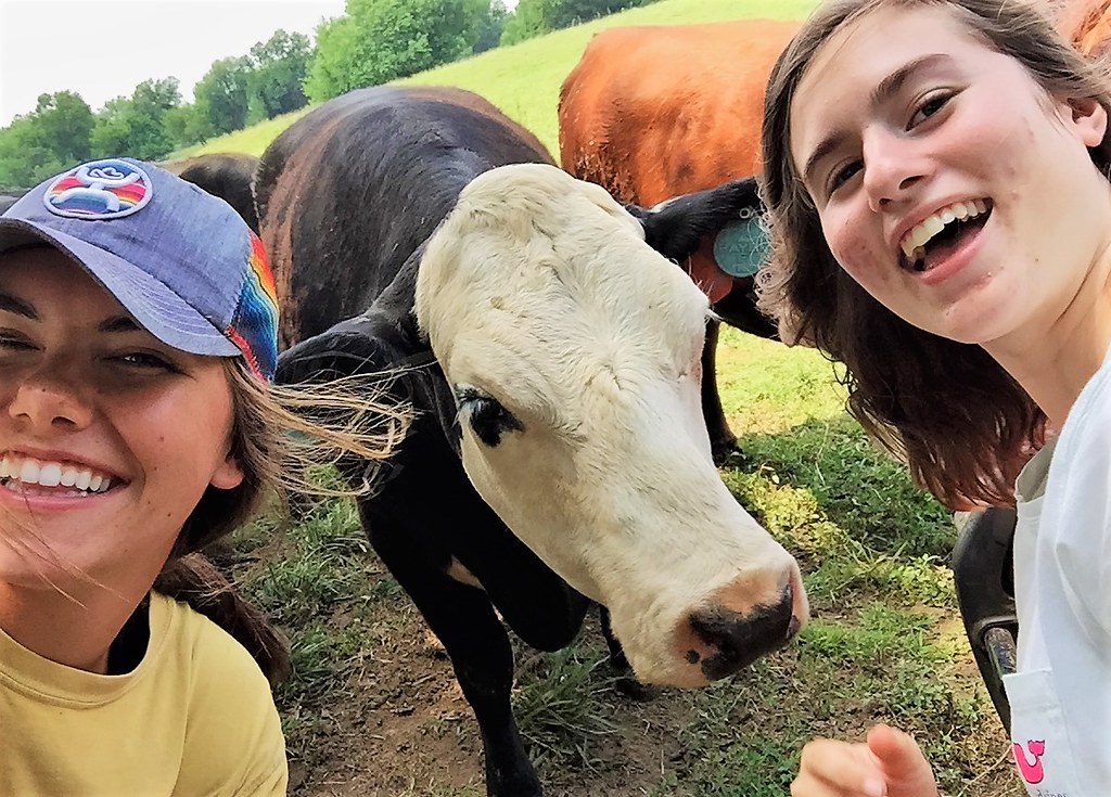 Allison Fix - Cow-fie (Cow Selfie)