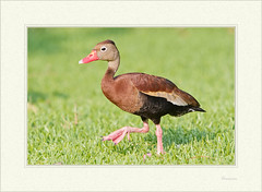 Dendrocygna autummalis -  Black-bellied whistling duck