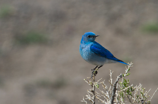 Bluebird (Explore 7.01.2015)