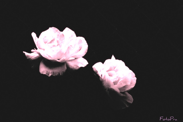 Rosa, rosae, una luz en la oscuridad