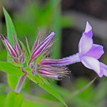 CAC026593a Downy Phlox at the Penn-Sylvania Prairie, Dade Co., MO, 150426. Phlox pilosa. Asterids: Ericales: Polemoniaceae.  AKA Penn-Sylvannia Prairie