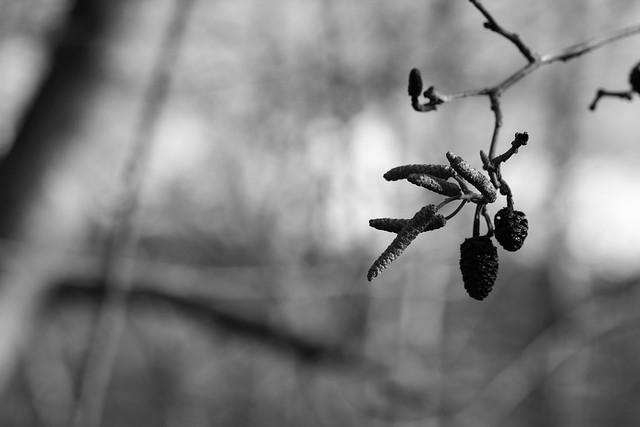 Alder Catkins and seed heads.