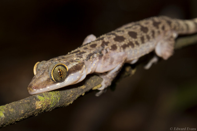 Inger's bow-fingered gecko (Cyrtodactylus pubisulcus)