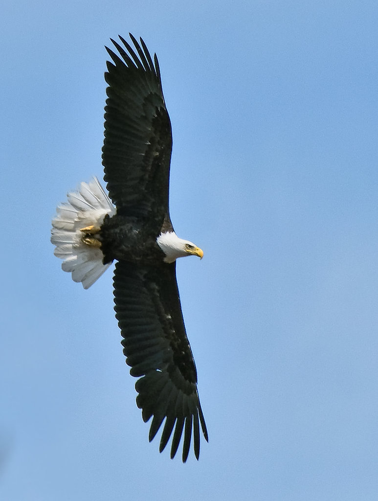 Pygargue à tête blanche -------- Bald eagle -------- águila calva o  Pigargo cabeciblanco