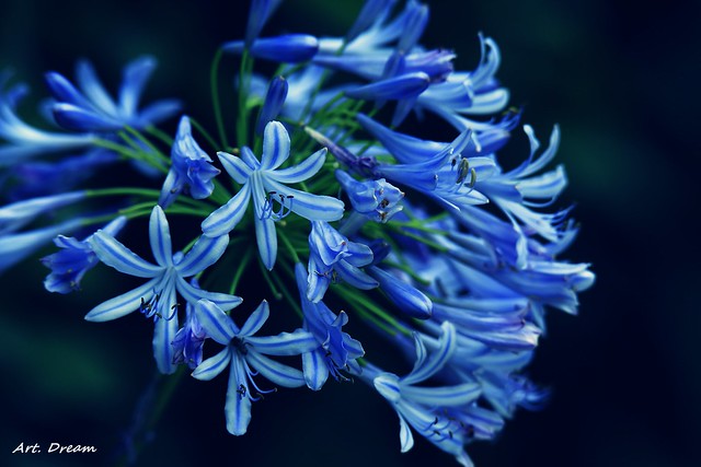 The Charm of Blue Flowers~
