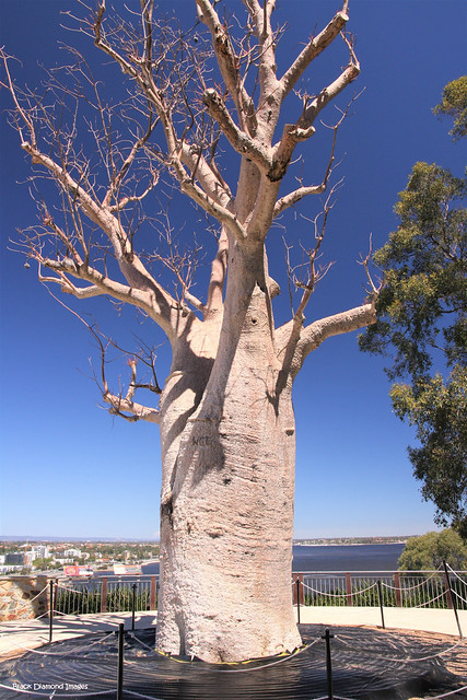 Adansonia gregorii - Boab Tree, Transported 3,200km south to Kings Park Botanic Gardens . (Photo taken 15th October 2009)