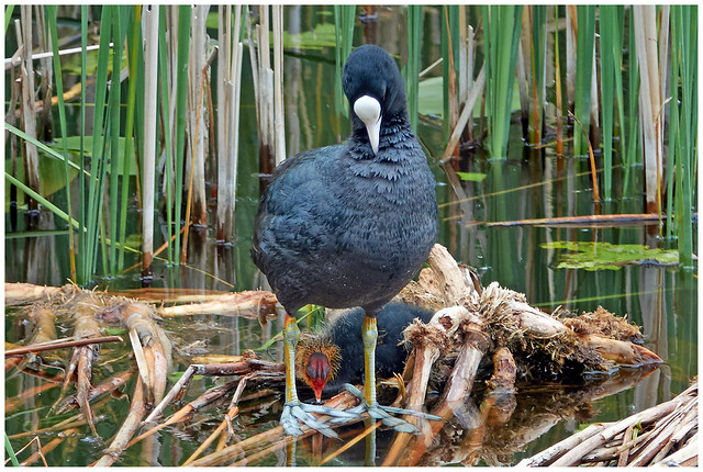 Coot Chick With Adult.