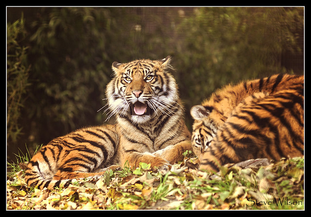 Young Tigers in the Sunshine