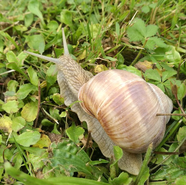 Snail from Gy