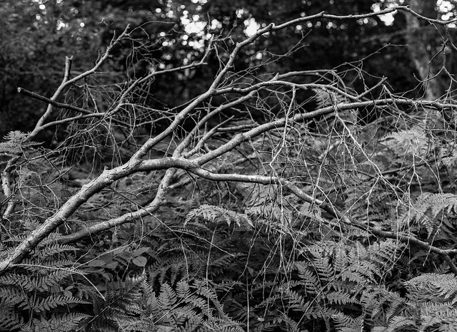 Branches and Ferns (Hyons Wood)