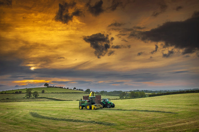 Silaging under a red sky