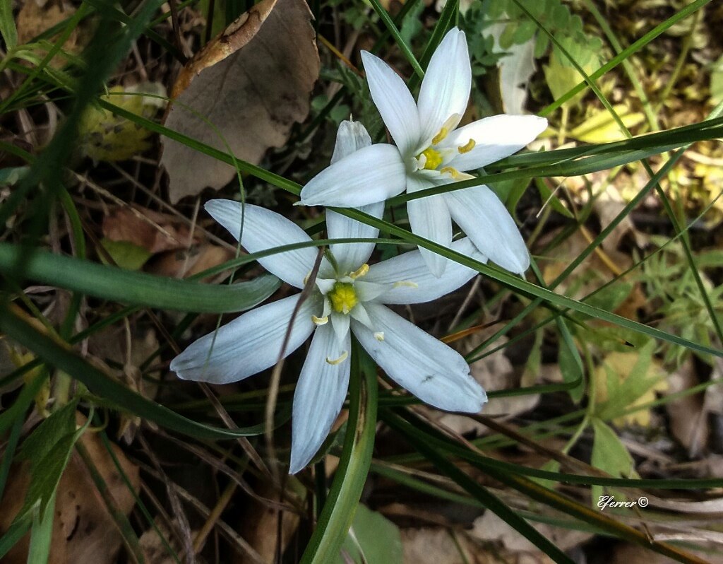Ornithogalum umbellatum. Su nombre común estrella blanca o… | Flickr